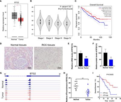 BTG2 suppresses renal cell carcinoma progression through N6-methyladenosine